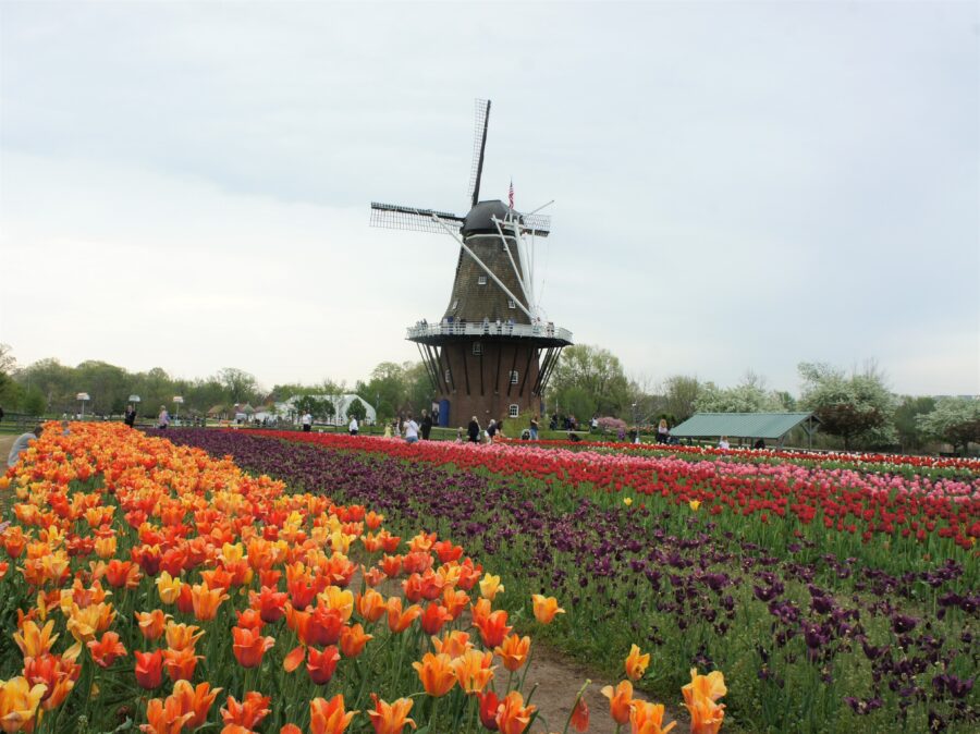 Holland Tulip Festival