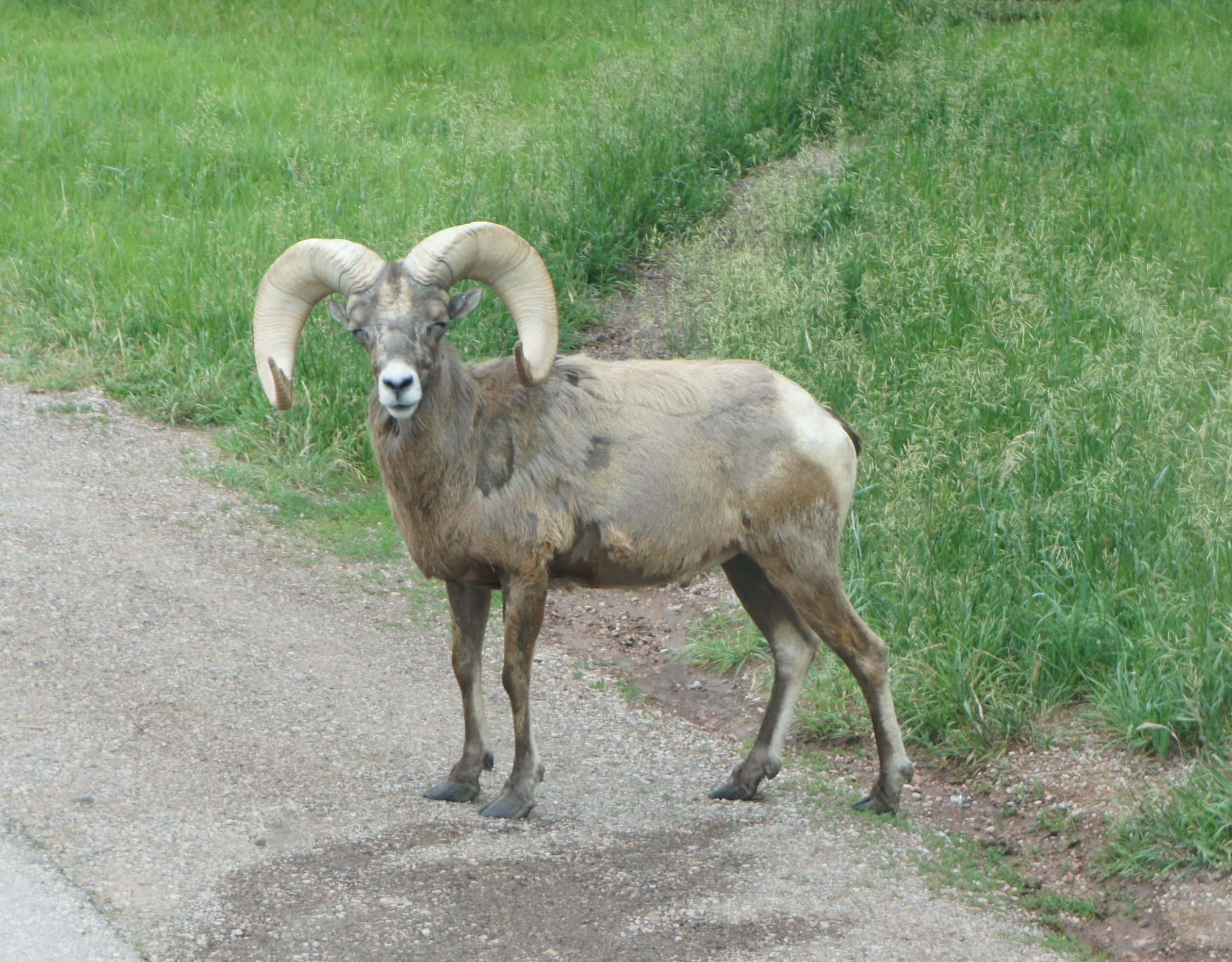 Bear Country USA Big Horn Sheep