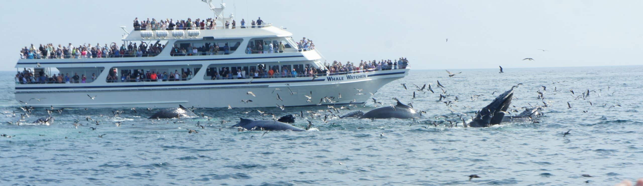 Whale feeding frenzy