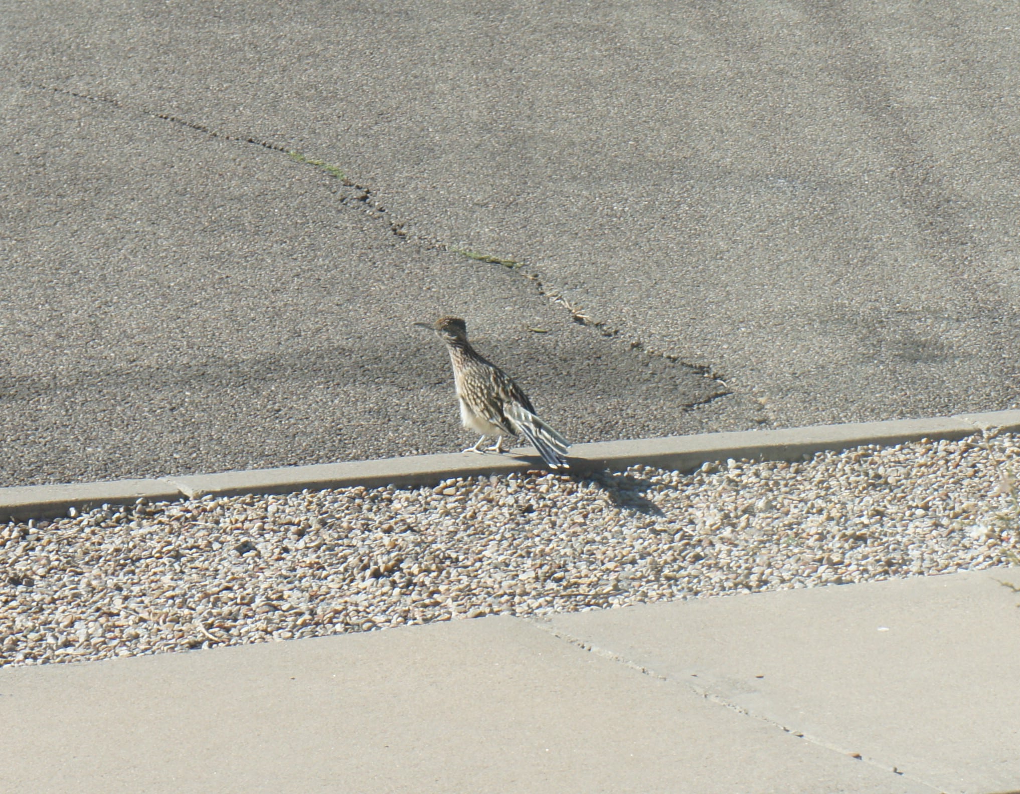 New Mexico State Bird The Roadrunner
