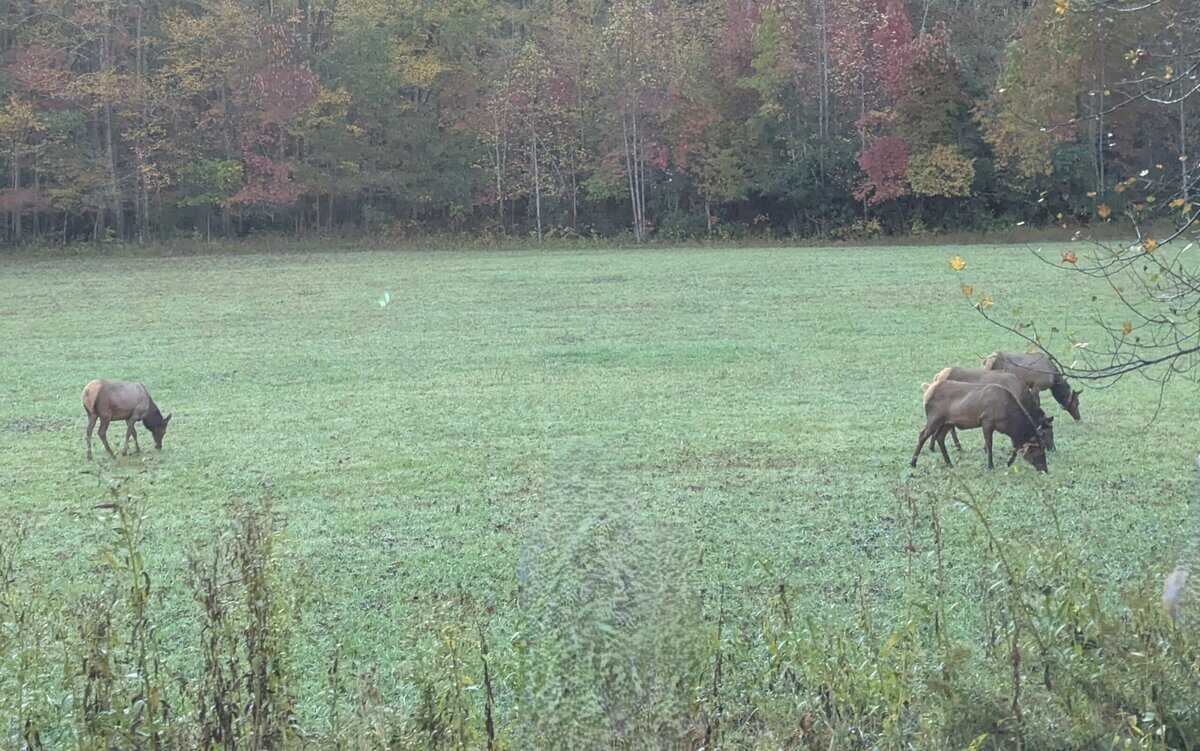 Smoky Mountain Photos 31 Pxl 20251021 131409221 Scaled