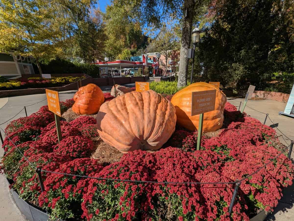 Smoky Mountain Photos 74 Pxl 20251022 150905469 Scaled