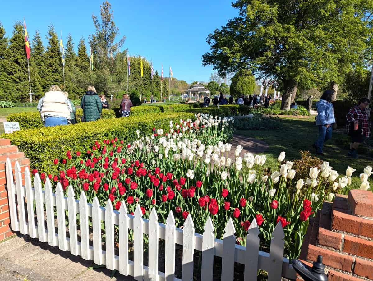 2026 Holland Tulip Festival Photos 32 Pxl 20260507 133215097 Scaled