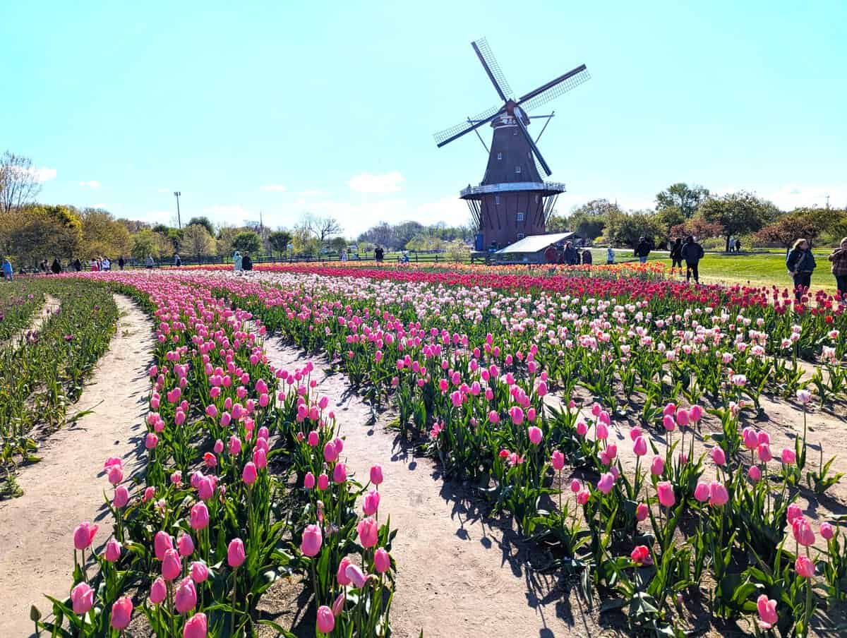 2026 Holland Tulip Festival Photos 31 Pxl 20260507 134949957 Scaled