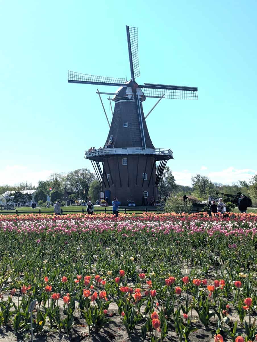 2026 Holland Tulip Festival Photos 34 Pxl 20260507 135032653 Scaled