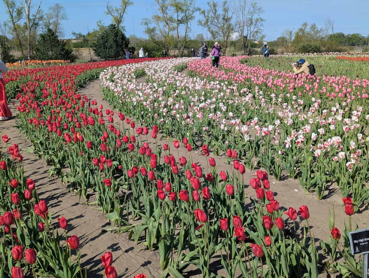 2026 Holland Tulip Festival Photos 35 Pxl 20260507 135125782 Scaled