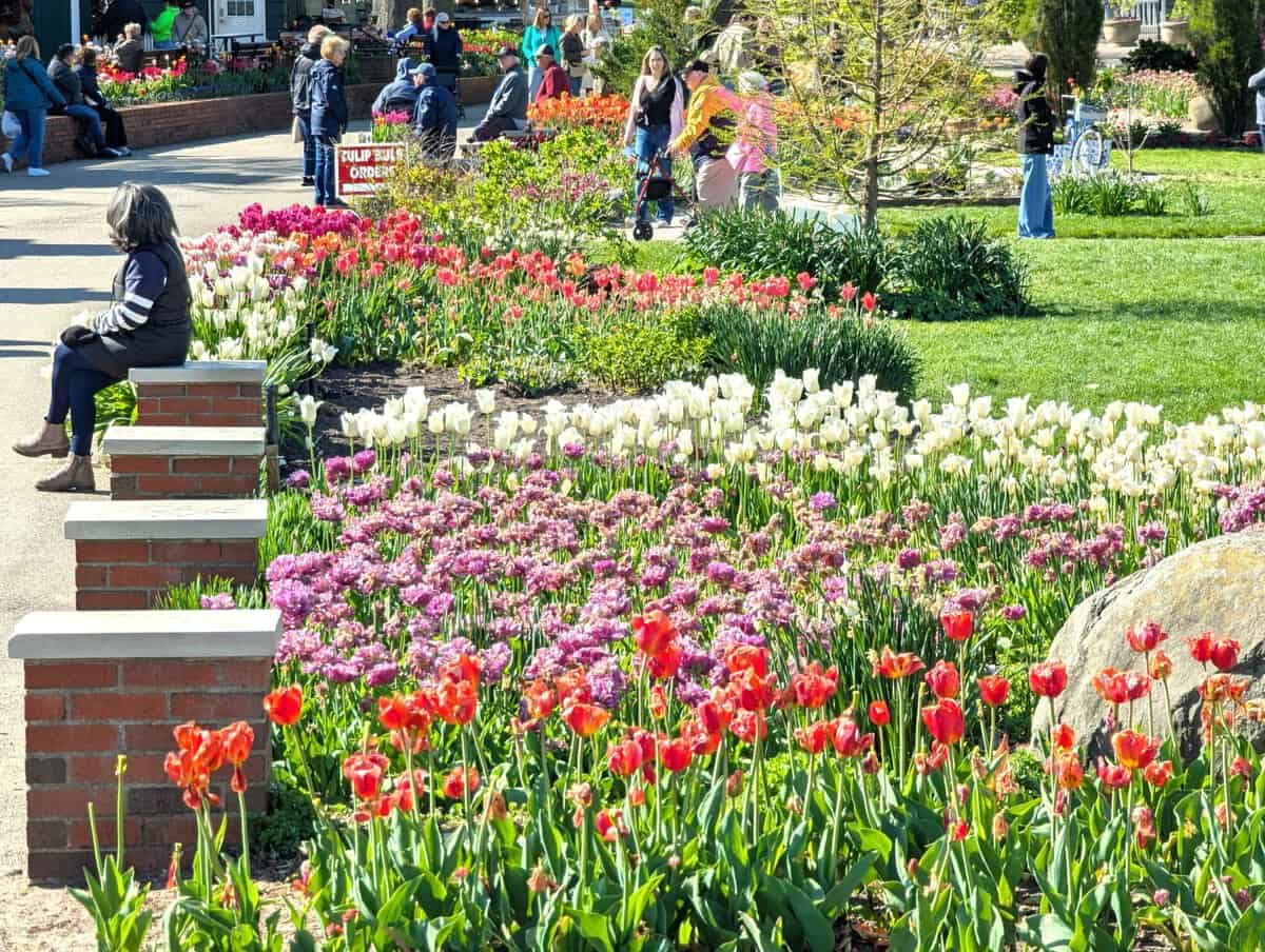 2026 Holland Tulip Festival Photos 30 Pxl 20260507 135940385 Scaled