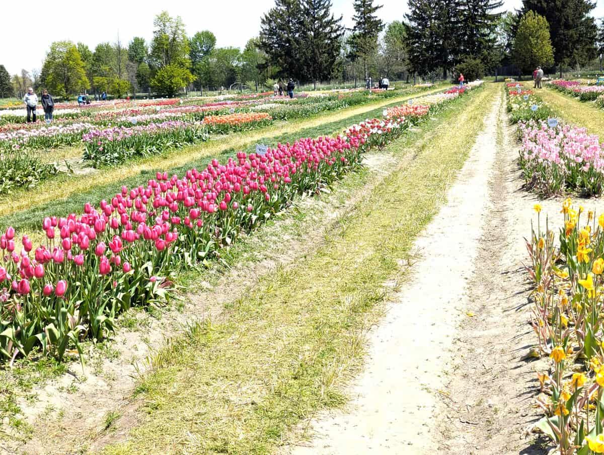 2026 Holland Tulip Festival Photos 46 Pxl 20260507 172432466 Scaled