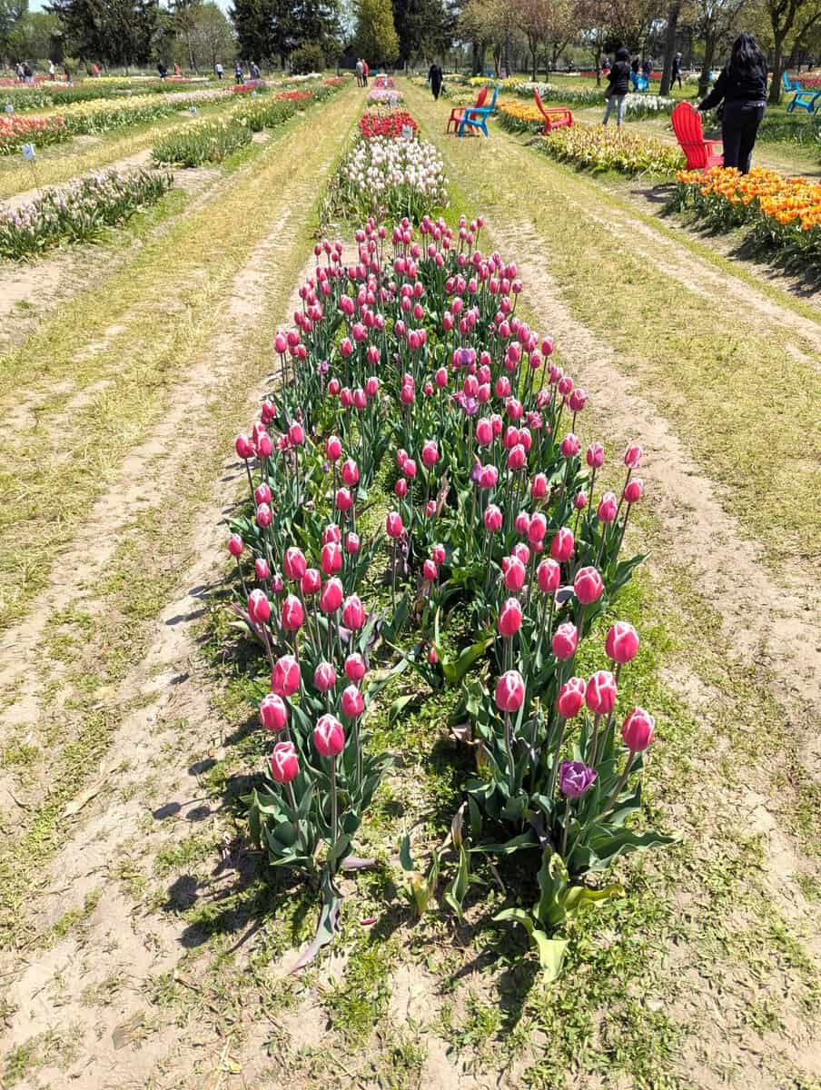 2026 Holland Tulip Festival Photos 45 Pxl 20260507 172459496 Scaled