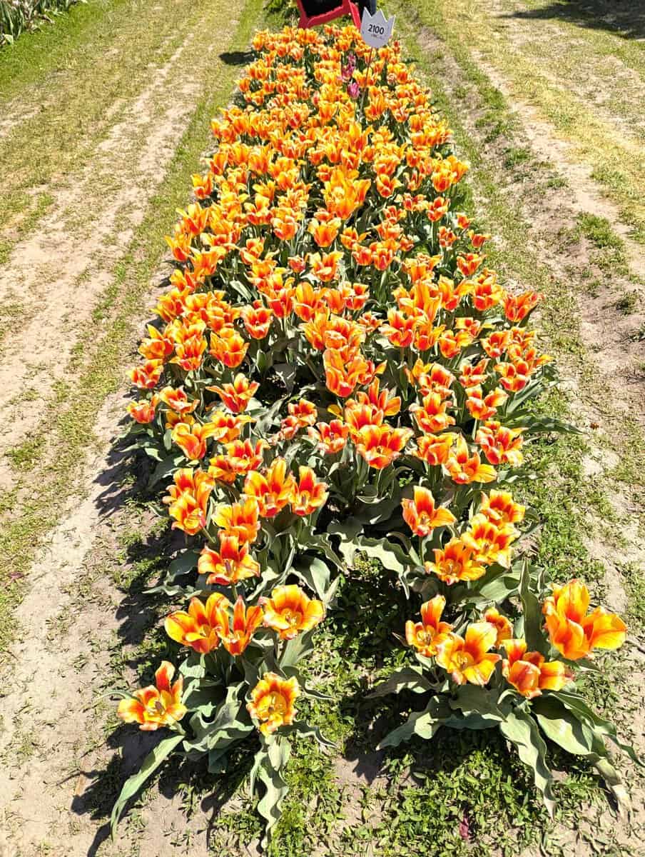 2026 Holland Tulip Festival Photos 42 Pxl 20260507 172513449 Scaled