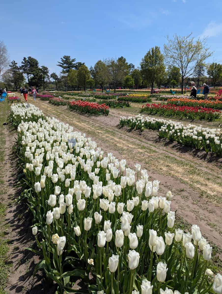 2026 Holland Tulip Festival Photos 43 Pxl 20260507 172613073 Scaled