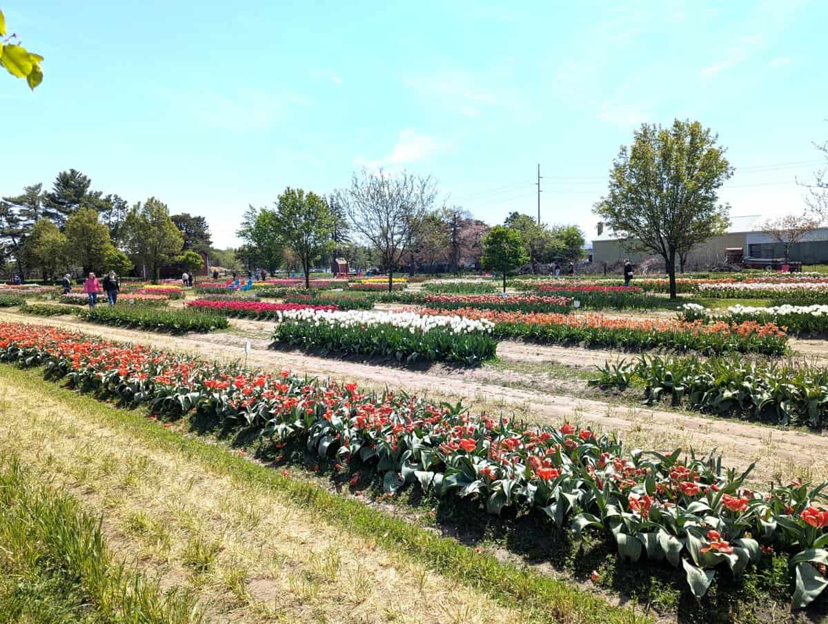 2026 Holland Tulip Festival Photos 48 Pxl 20260507 172653534 Scaled