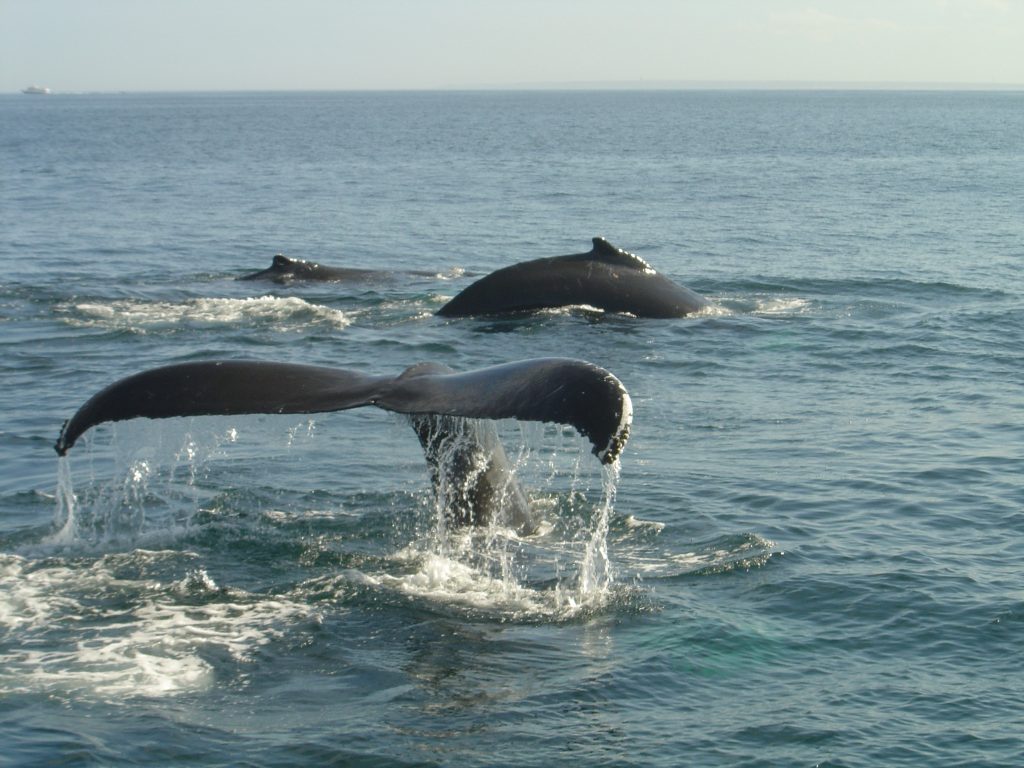 Whale Watching Photo